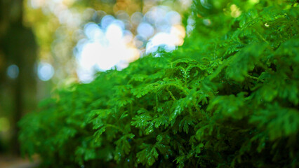 Blur background green park garden nature bright sunny forest. Blurry outdoor park in spring time glowing shinny day template with sunlight bokeh. Abstract blurred background banner copy space.