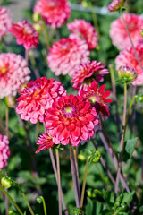 red dahlia Hullegie flower bed