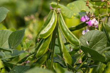 Closeup image of hyacinth bean tree with beans (Seem) and purple flowers