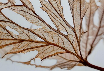 Detailed texture of a dead leaf, showing veins and missing spots.
