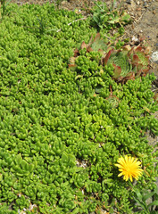 Delosperma lineare plant with flower. Family: Aizoaceae. Rockery plant original from Sud Africa. 