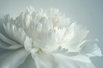 Detailed macro shot of a white peony in full bloom, showcasing its elaborate petal structure