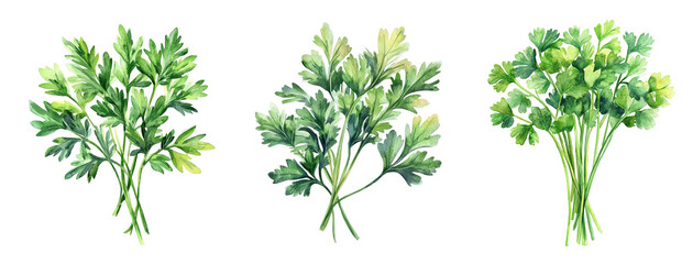Fototapeta premium Watercolor parsley set.