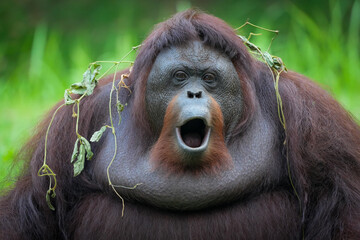 Borneo orangutan orangutans pongo pygmaeus 