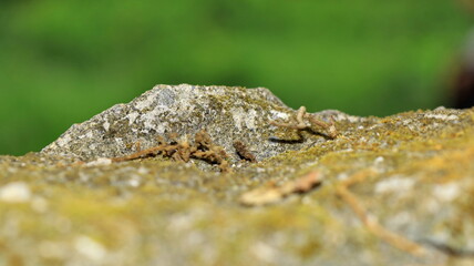 Moss and lichens on stones. Mossy rocks with a blurred background