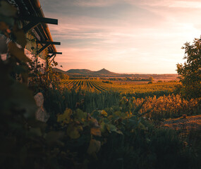 Nice vineyard at lake Balaton in autumn