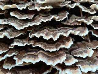 Turkey tail fungus covers a log. Close up.