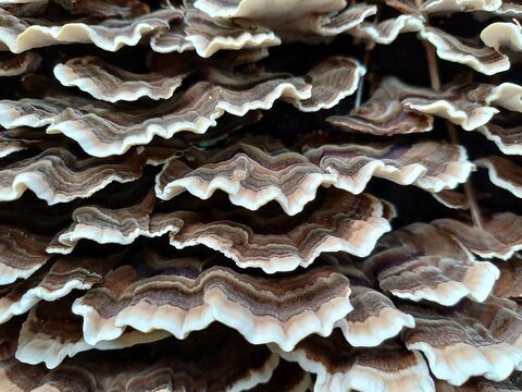 Turkey tail fungus covers a log. Close up.