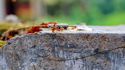 Red weaver ants is walking on the wall surface