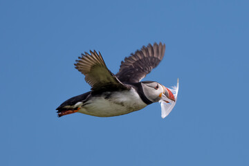 Seabird Species Atlantic Puffin (Fratercula arctica) With Feather Flies On The Isle Of May In The Firth Of Forth Near Anstruther In Scotland