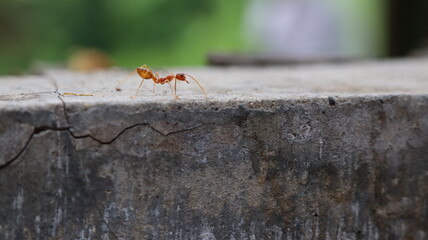Red weaver ants is walking on the wall surface