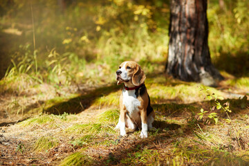 A beagle dog in a colorful autumn forest.