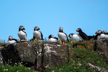 Fototapeta premium Group Of Seabird Species Atlantic Puffin (Fratercula arctica) On The Isle Of May In The Firth Of Forth Near Anstruther In Scotland