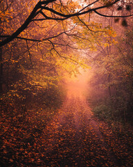 Nice autumnal scene in the forest