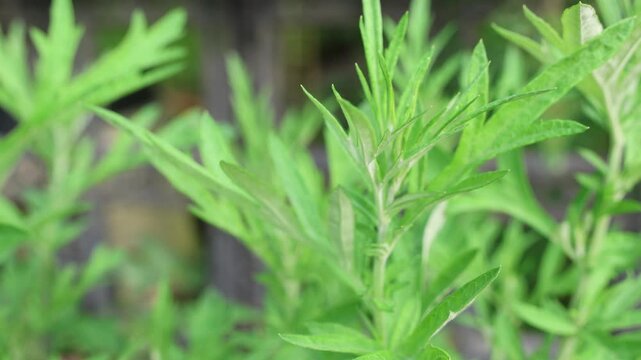 Green chinese mugwort in growth at garden