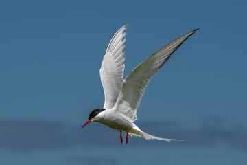 Seabird Species Arctic Tern (Sterna Paradisaea) Flies During Hunt For Fish On The Isle Of May In The Firth Of Forth Near Anstruther In Scotland