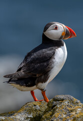 Seabird Species Atlantic Puffin (Fratercula arctica) On The Isle Of May In The Firth Of Forth Near Anstruther In Scotland