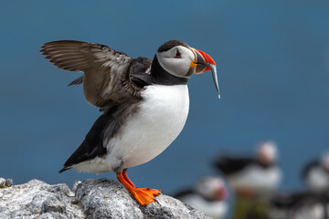 Seabird Species Atlantic Puffin (Fratercula arctica) With Sandeels On The Isle Of May In The Firth Of Forth Near Anstruther In Scotland
