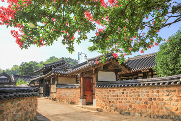 Traditional Korean Hanok Village with Red Crape Myrtle Flowers in Bloom
