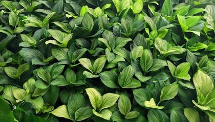 Obraz premium A close-up of acapybara's face with its mouth agape, revealing teeth, and a stick protruding from its mouth