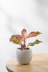 Aglaonema creta or Red chinese evergreen