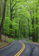 Fototapeta premium Winding asphalt road curves through a dense green forest with lush spring foliage under a canopy of trees.