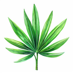 Raphis Palm Leaf Watercolor Clipart on white background