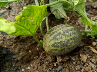 Wild bitter cucumber growing on vines