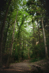 Pathway Through the Trees