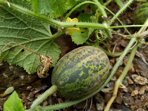 Wild bitter cucumber growing on vines