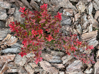 Thunberg's barberry in the garden