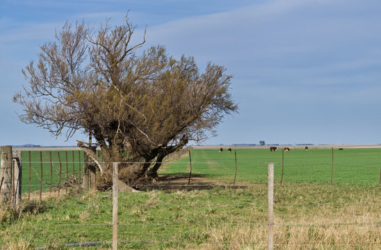 Tamarisk or Tamarix species tree in a green field with some cows in the background