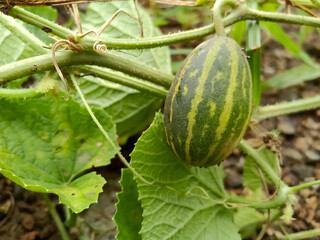 Wild bitter cucumber growing on vines