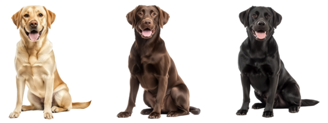 Full body of Labrador Retrievers dog in sitting poses, smile face, yellow chocolate and black color, isolate on transparent background