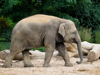 Walking large elephant passing by in the zoological park