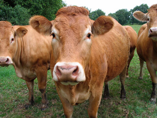 Fototapeta premium Curious Dutch brown cow is looking into the camera outdoor