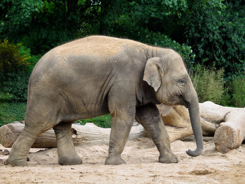 Walking large elephant passing by in the zoological park