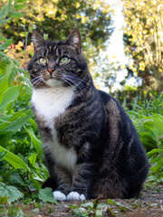 Cute furry tabby cat sitting and waiting in the garden outdoors