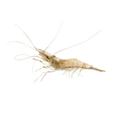 Swimming Palaemon longirostris isolated on white background close up