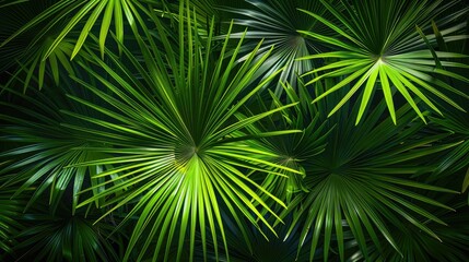 Obraz premium Abstract Green Palm Leaf Texture in Tropical Garden