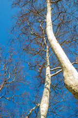 Fototapeta premium long trees stretching to blue sky 
