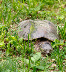 turtle on the grass