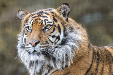 Sumatran tiger