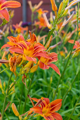 Orange daylily blooms profusely on the nature.