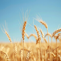 Golden Wheat Stalks Against a Blue Sky
