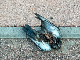 The body of a dead sparrow lies on the ground in a close-up view from above. The concept of environmental pollution. A dead bird on the ground.