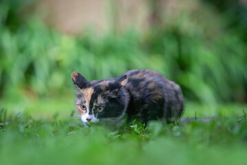 Calico cat with tri-color coat lying on the grass. Calico kitten hiding in the grass. 