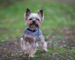Small decorative family dog Yorkshire Terrier walking on the grass in the summer. Yorkshire Terrier...