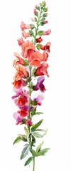 A vertical arrangement of colorful snapdragon flowers in various shades.