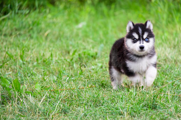 Fototapeta premium Lovely little black and white Husky Malamute Pomsky puppy running on the grass in the park in spring